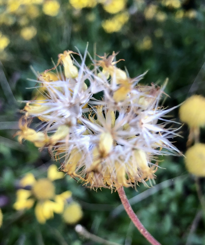 Fluffy seeds forming, fall. Wake Co. NC