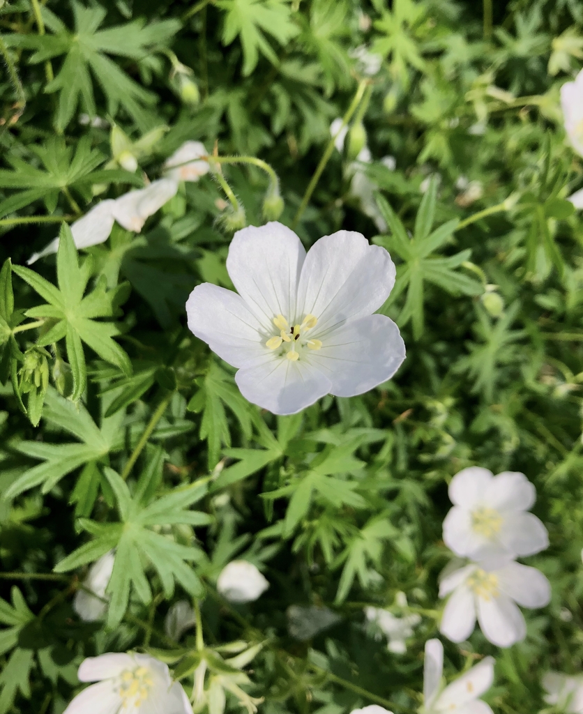 'Album', flower, Wake Co. NC, late spring