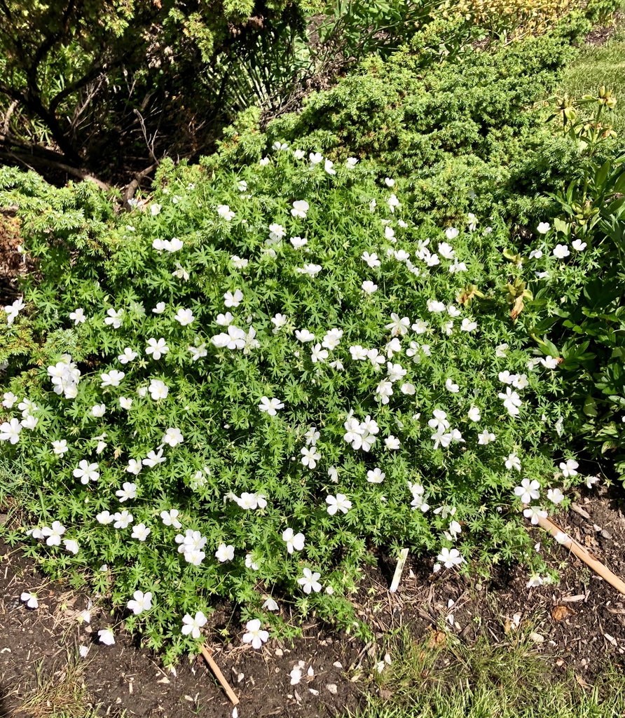 "Album", form, Wake Co. NC, spring