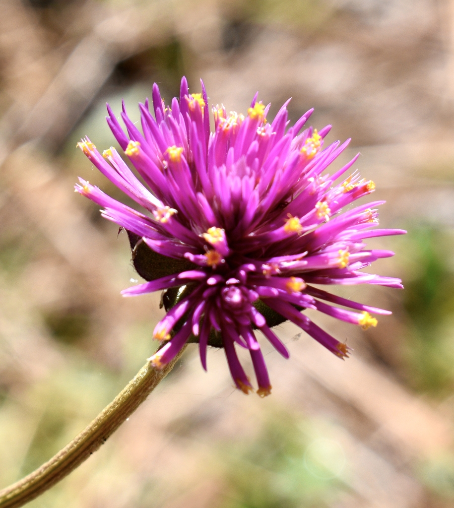 Flower, Moore Co. NC, fall