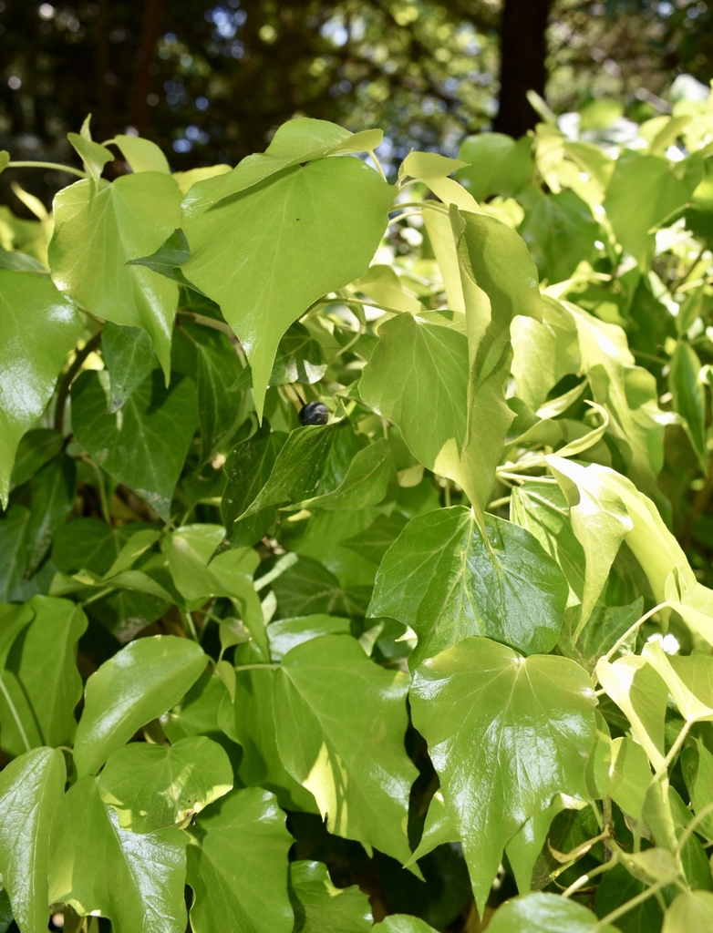 'Gold Craftsman', leaves, Wake Co. NC, spring
