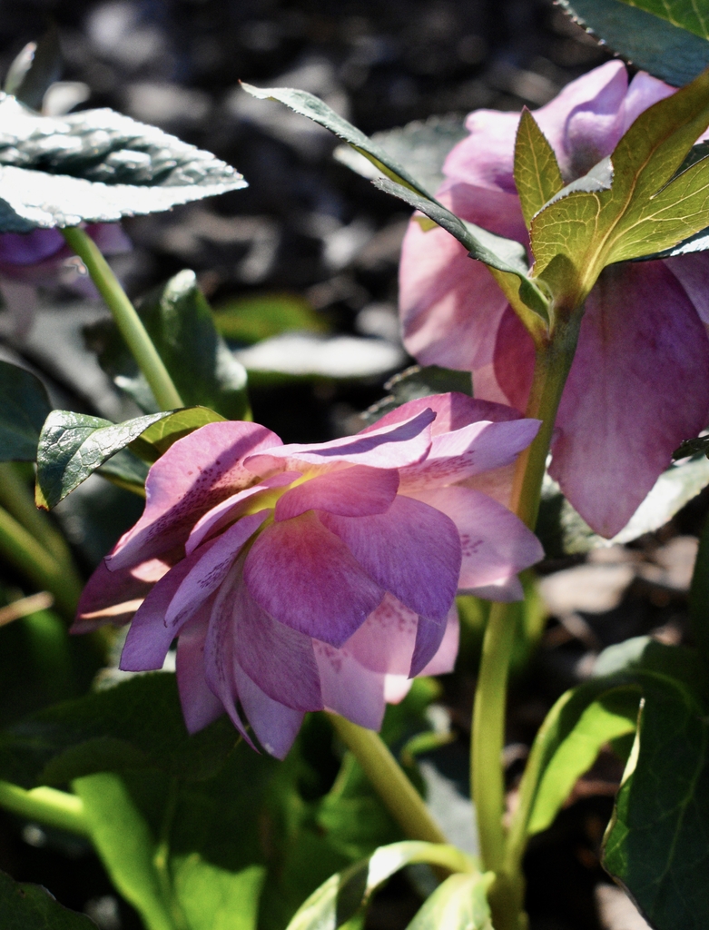 Flower, early spring