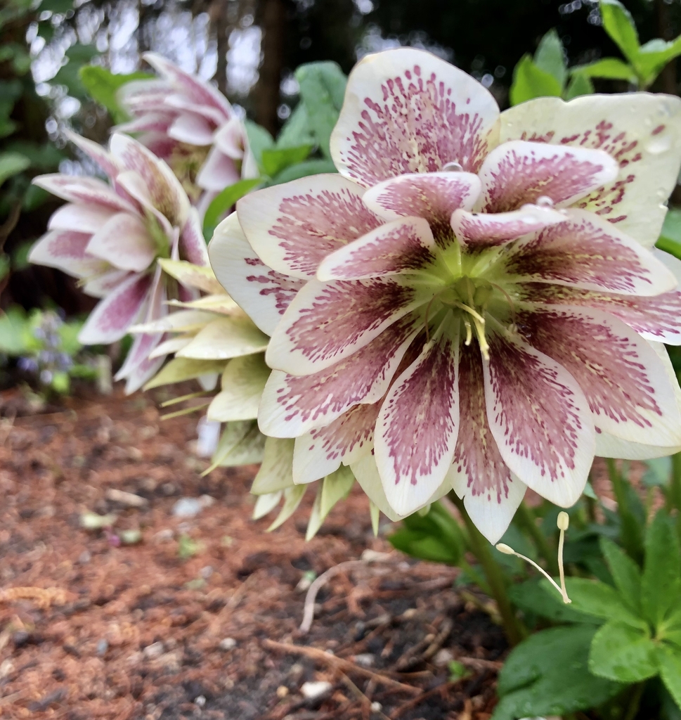 Flower, Wake Co. NC