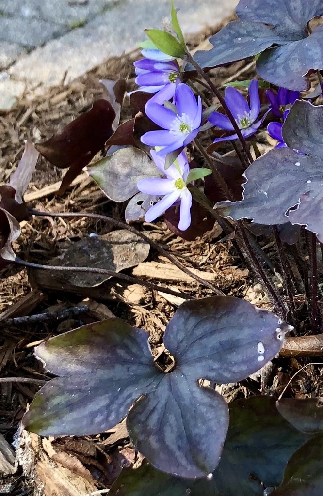 Flowers and leaves, Wake Co. NC