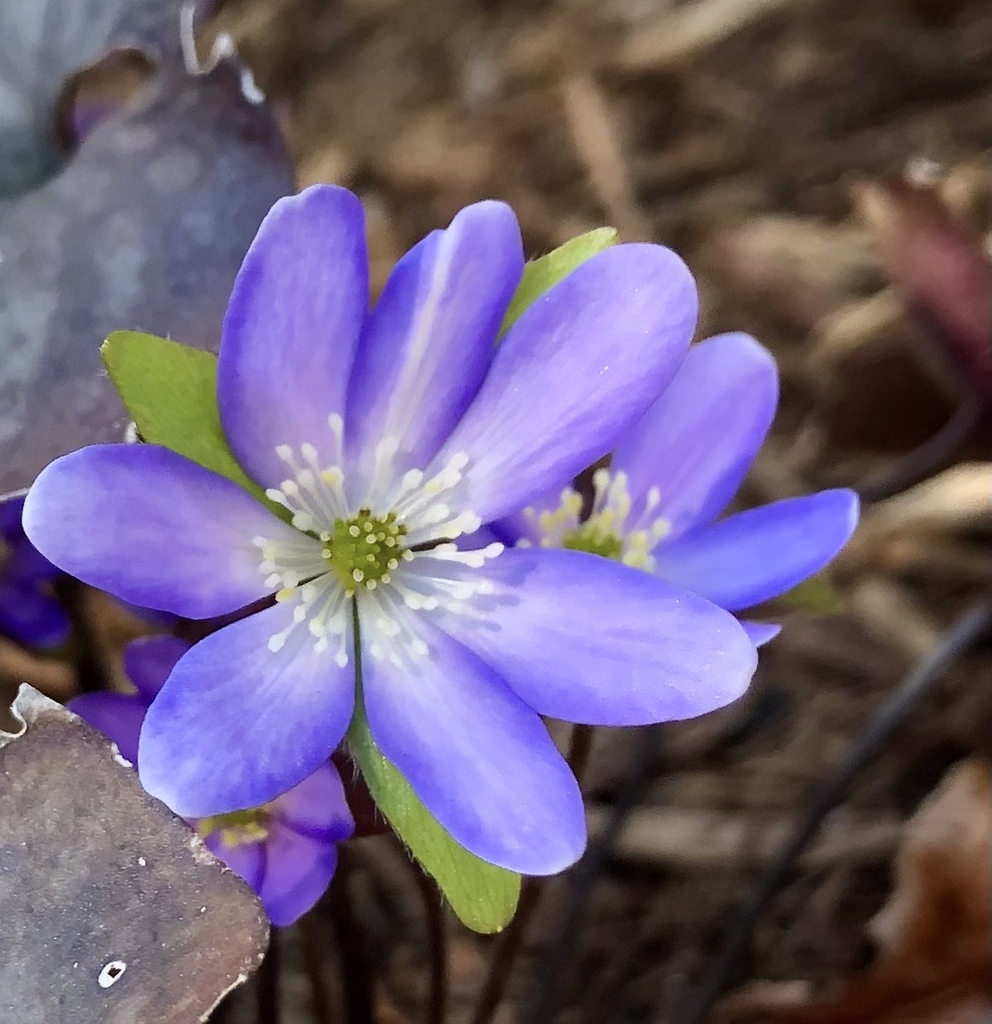 Flower close-up, Wake Co. NC