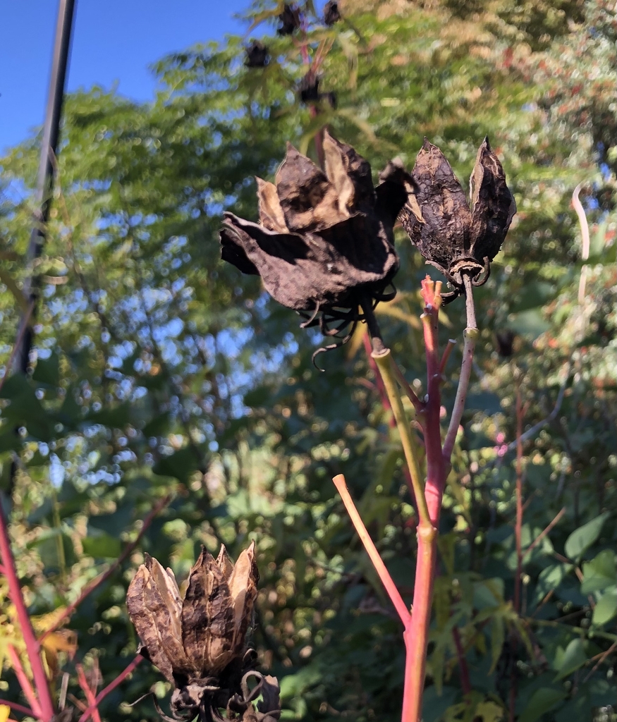 Seed pod, Wake Co. NC