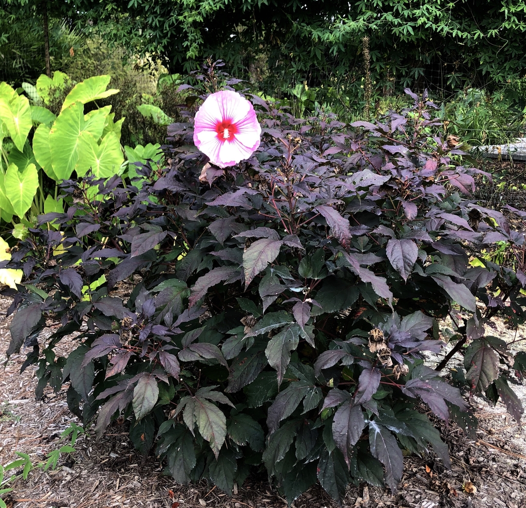 'Summer Storm' form, early fall
