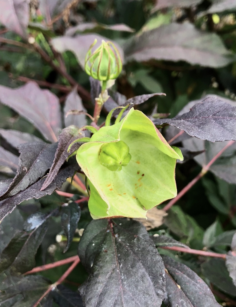 'Summer Storm'buds, Wake Co. NC, early fall