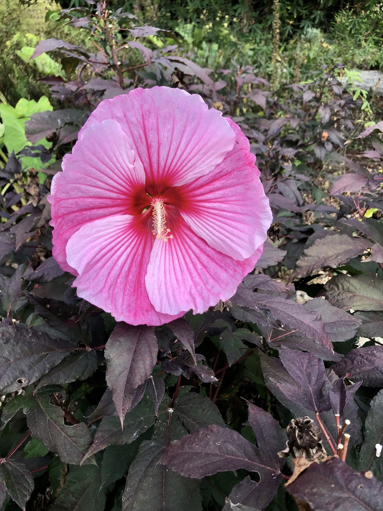 'Summer Storm' flower, Wake Co. NC, early fall