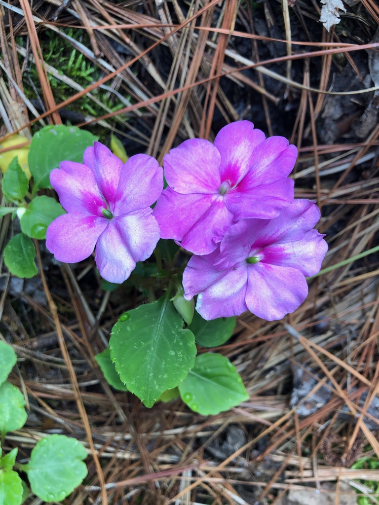 Flowers - Craven Co., NC