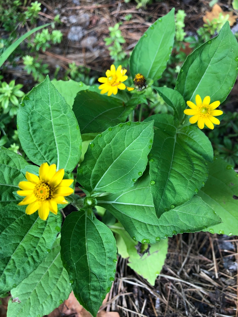 Leaves & Flowers - Craven Co., NC