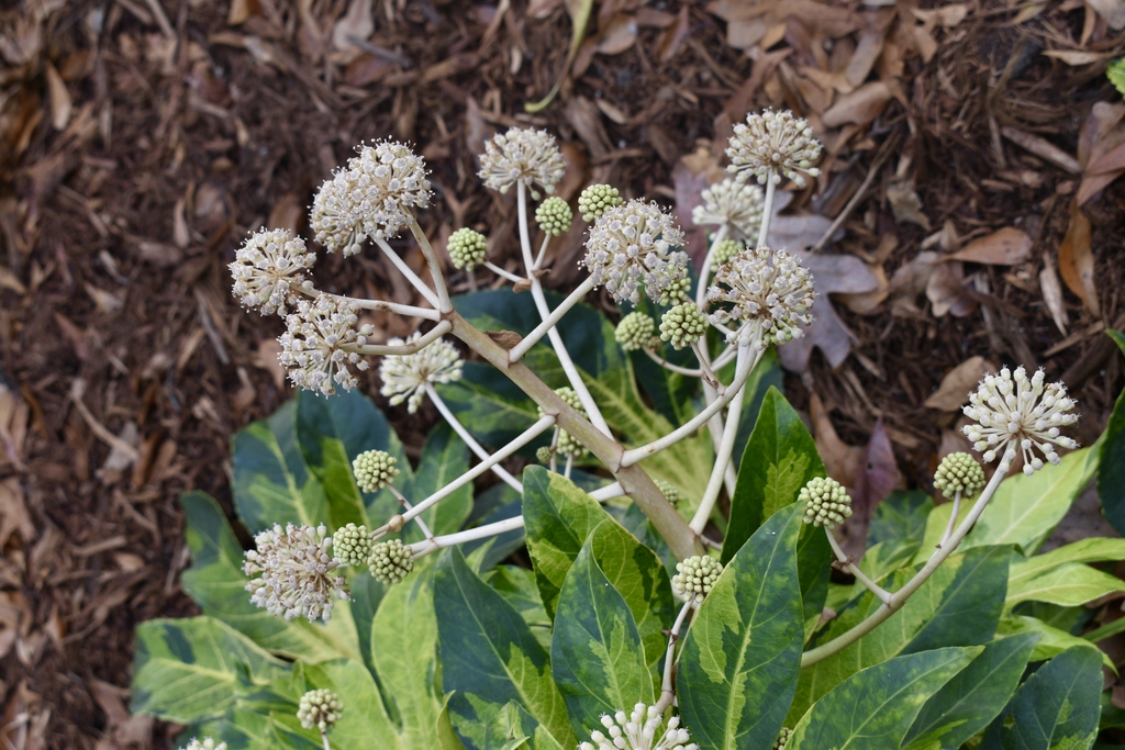 Variegated leaves & umbels of white flowers.