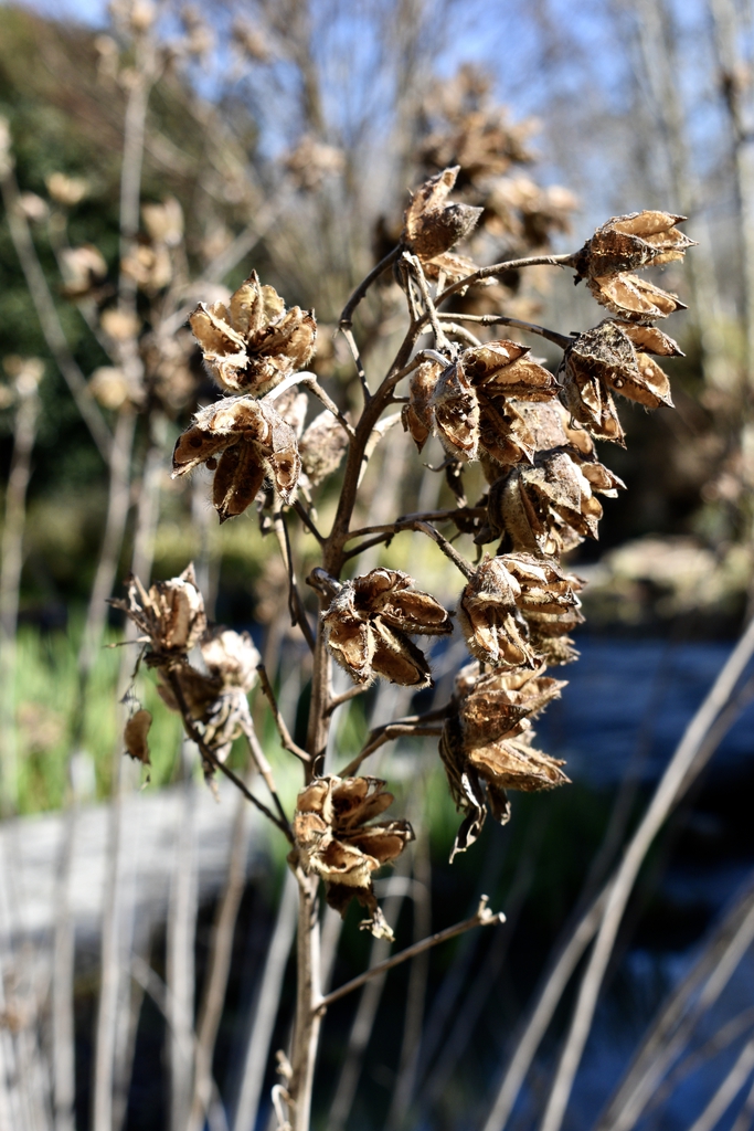 Seed Pods - February - Wake Co., NC