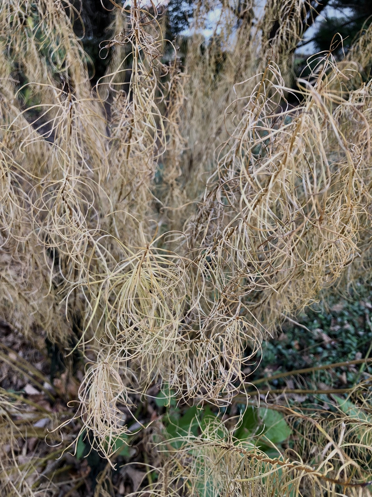 Leaves - December - Wake Co., NC