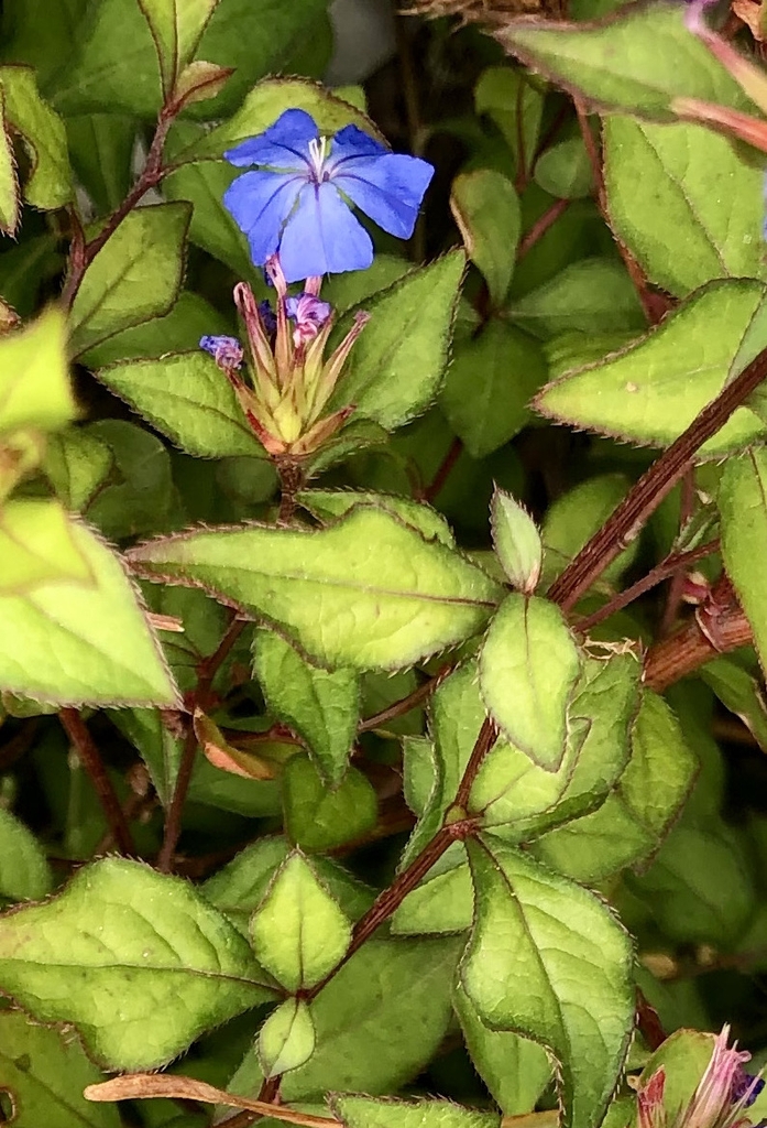 Closeup - Flower & Leaves - May 24 - Wake Co., NC