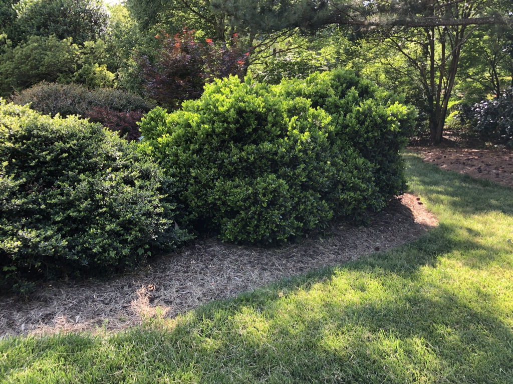 20 yr. Old Form - Wake Co., NC