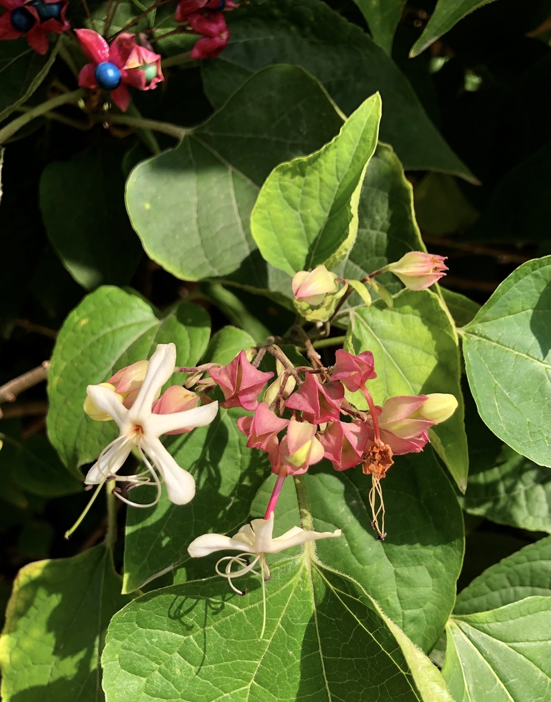 Leaves/Flower/Fruit - September - Wake Co., NC