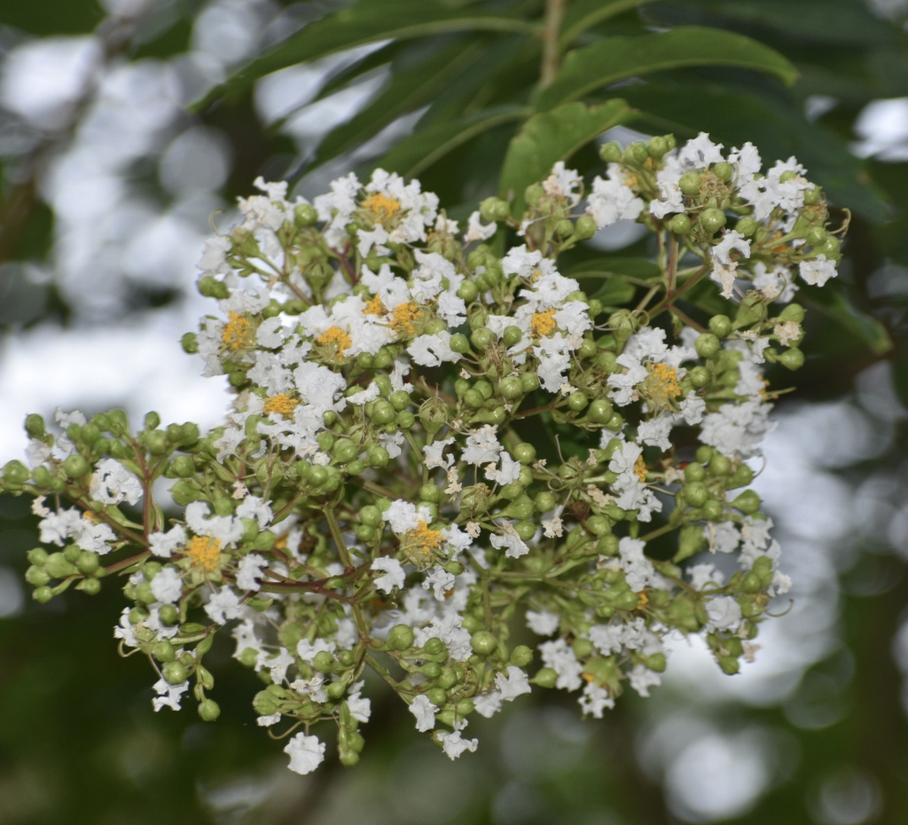Flower & Buds - July 31 - Wake Co., NC