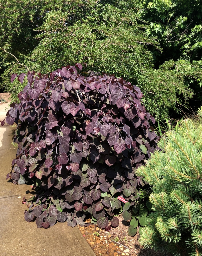 Form - March 24 - Wake Co., NC