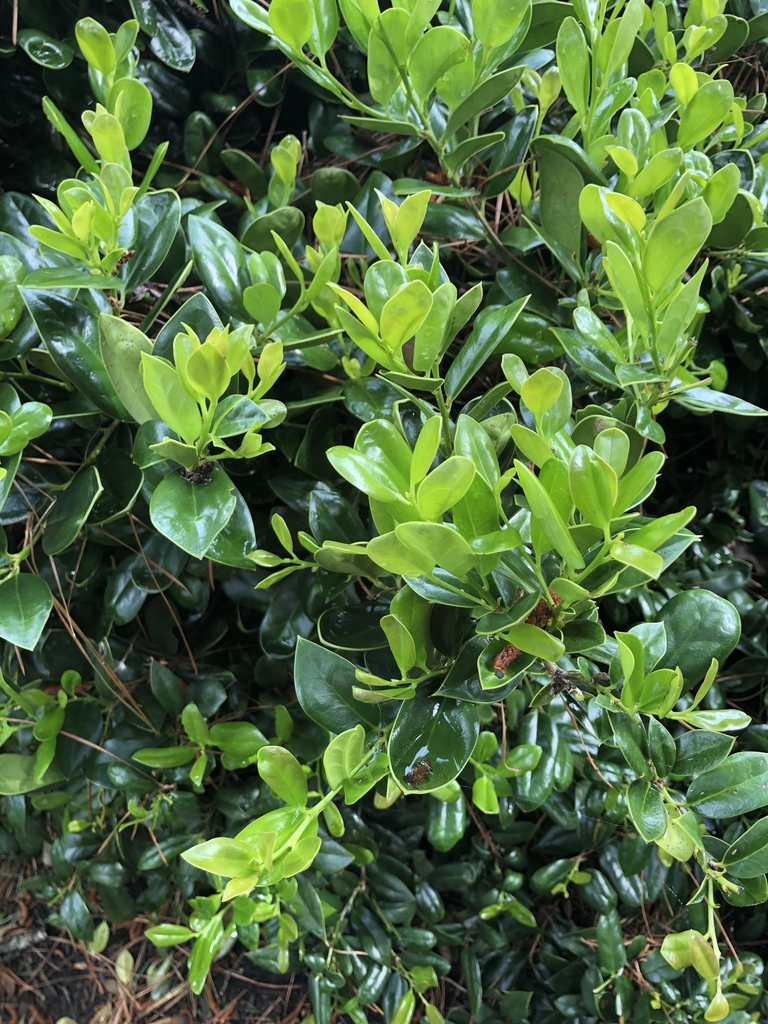 New Growth Close up - Early Spring - Wake Co., Nc