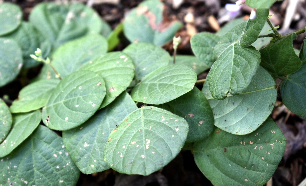 Leaves - Summer - Warren Co., NC