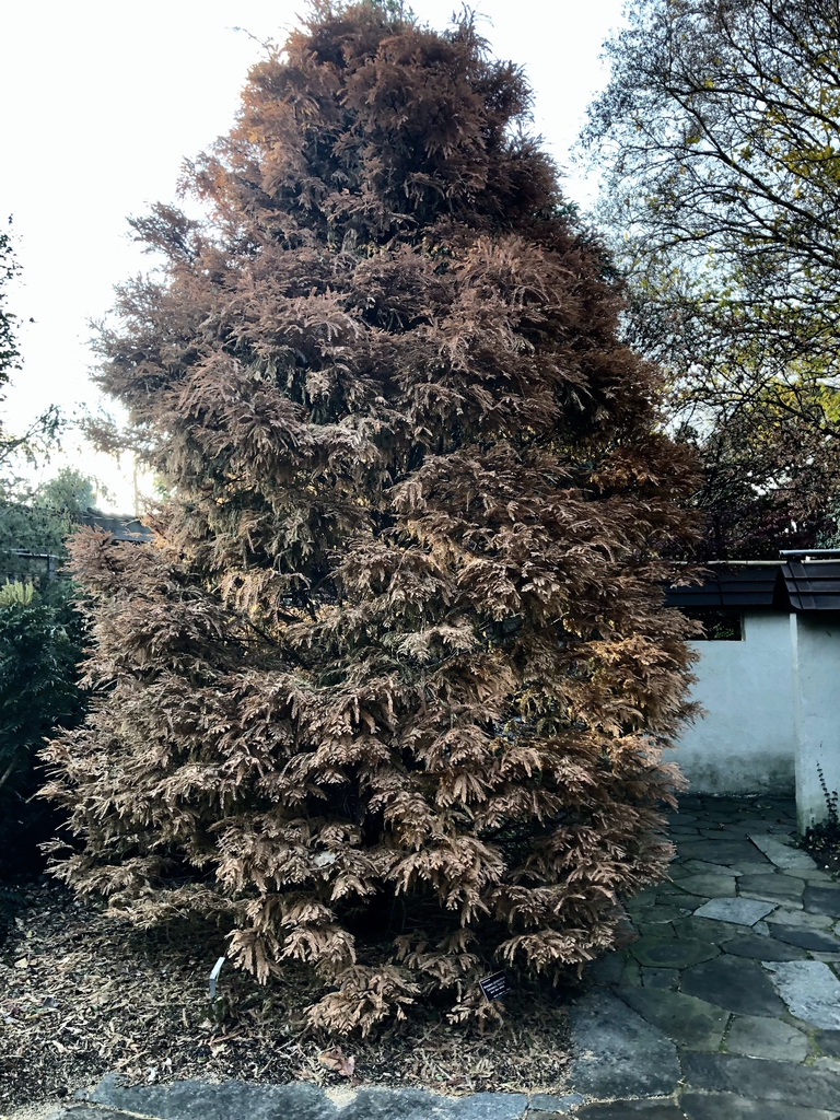 'Schirrmann's Nordlicht' Form - Winter - Wake Co., NC