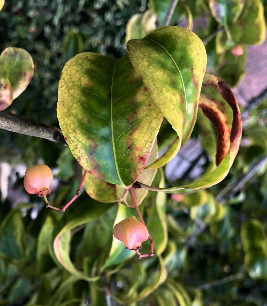 Leaves & fruit - Oct. 4, Wake Co., NC