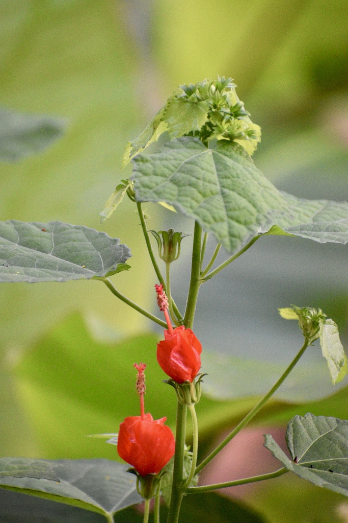 New Distal Leaves - Warren Co., NC