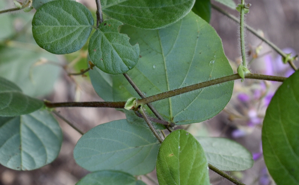 Stem & Leaves - Summer - Warren Co., NC