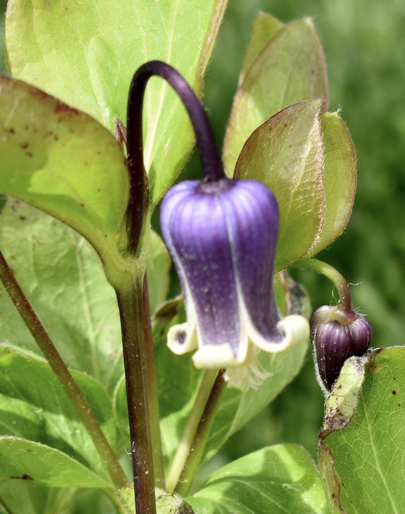 'Rooguchi Sapphire' Flower, Bud & Stem - April 15 - Wake CO., NC