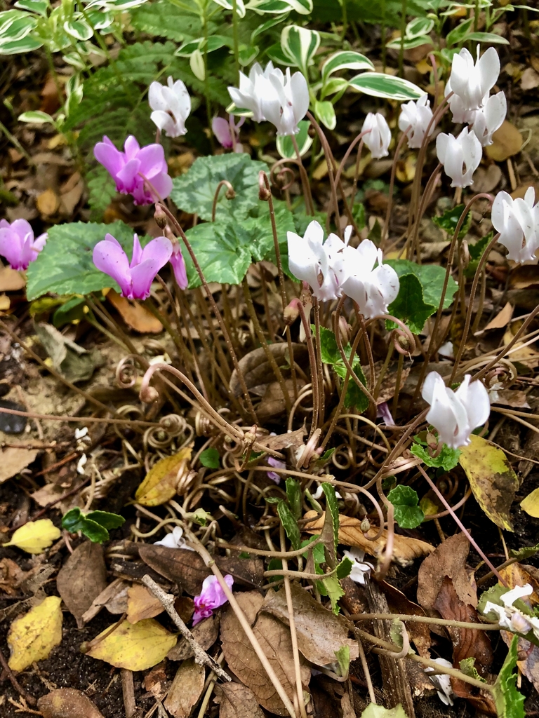 Form - Nov. 3 - Wake Co., NC