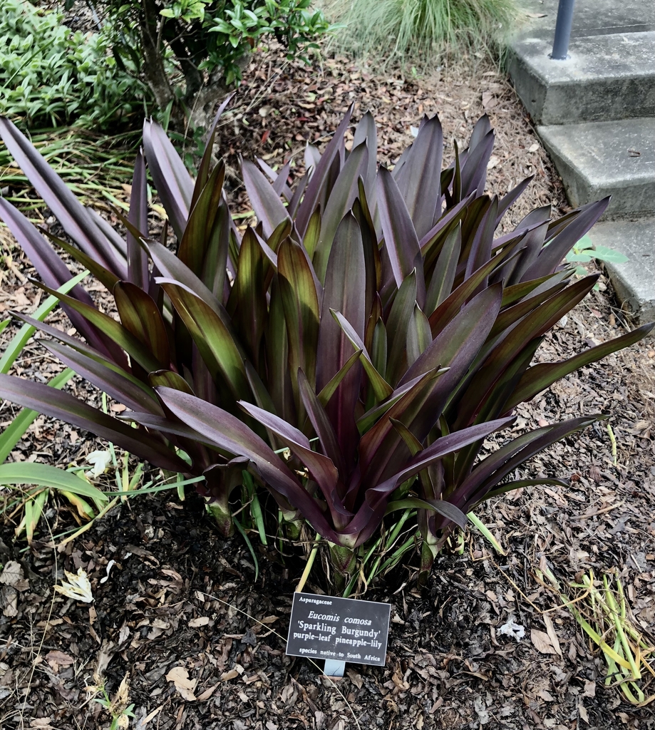 'Sparkling Burgundy' Form - June 7 - Wake Co., NC