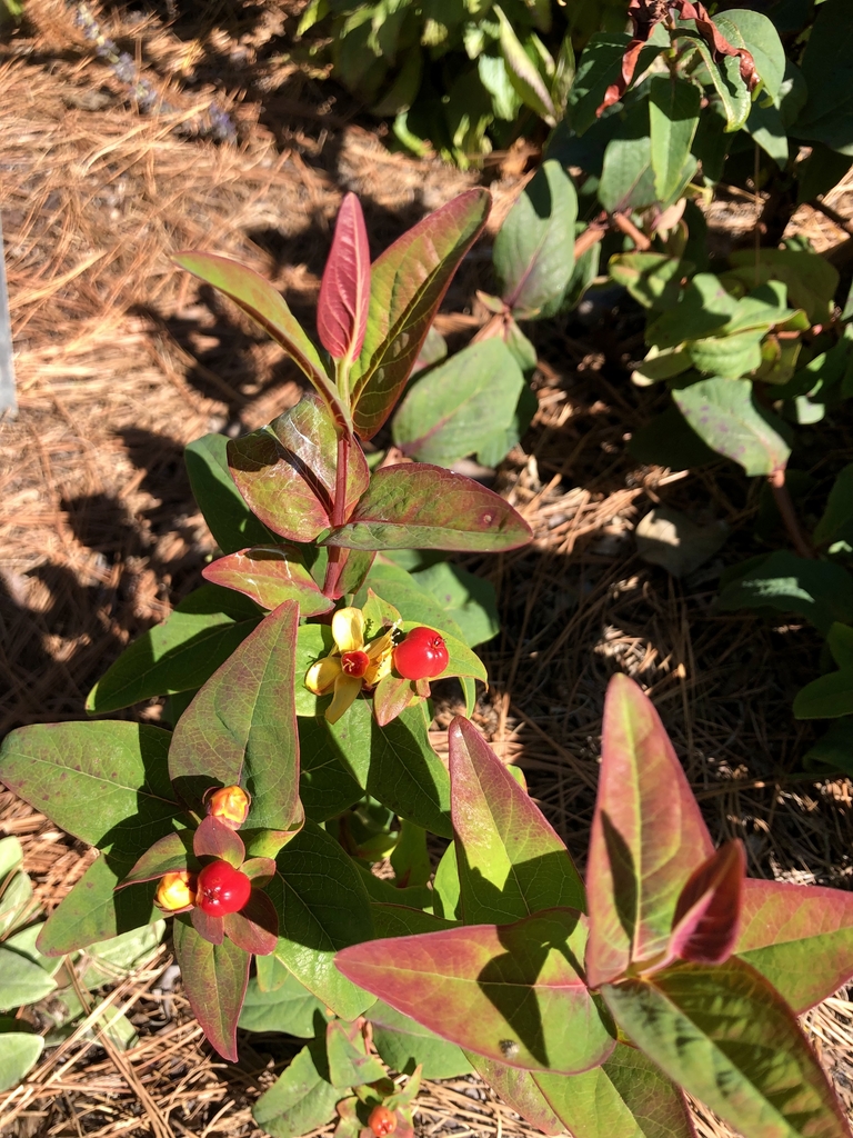 'Allgranduer Miracle Granduer' New flower/berries/buds - Novembe