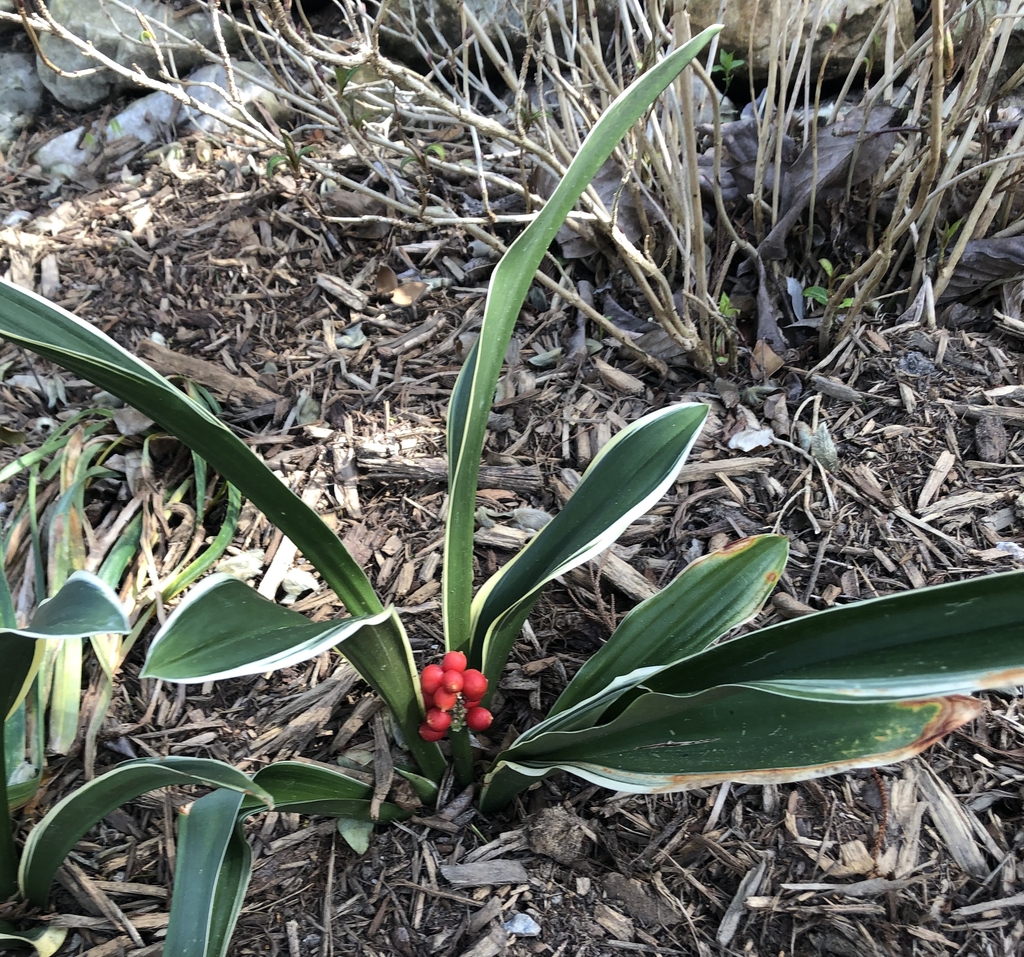 'Seiki no Homare' Form - February - Wake Co., NC