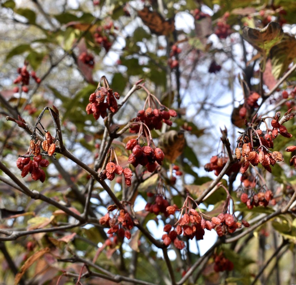 Berries - Nov. 29 - Wake Co., NC