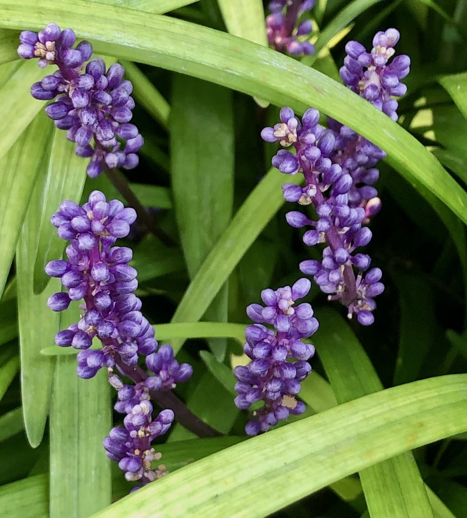 Flowers - September - Wake Co., NC