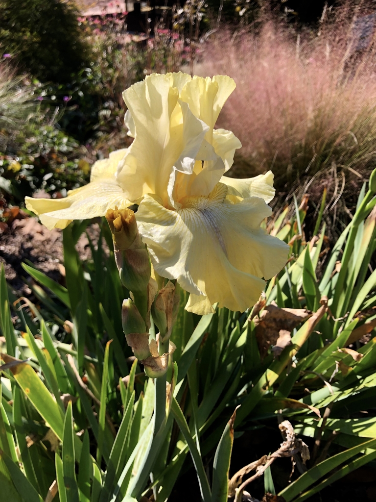 'Again, and Again' Flower - November - Wake Co., NC