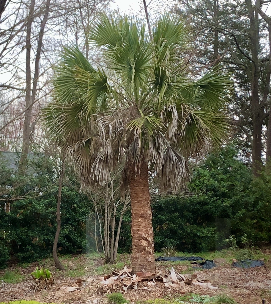 Form - March 6 - Mecklenburg Co., NC