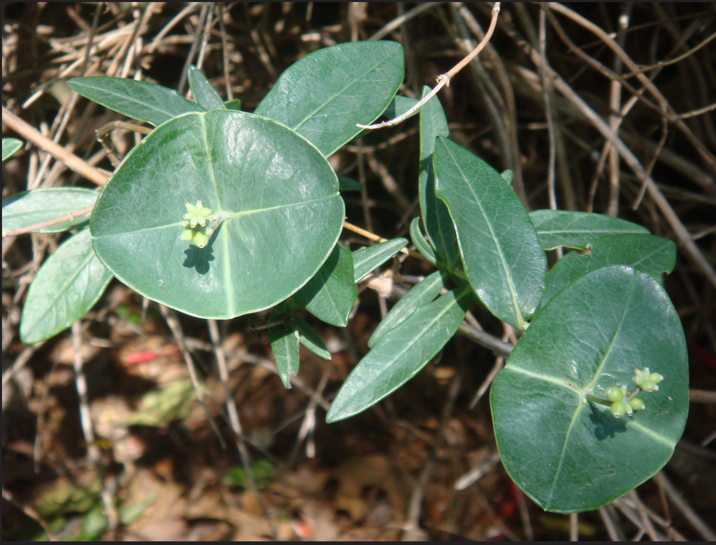 Opposite glaucous leaves, conjoined below flower clusters.
