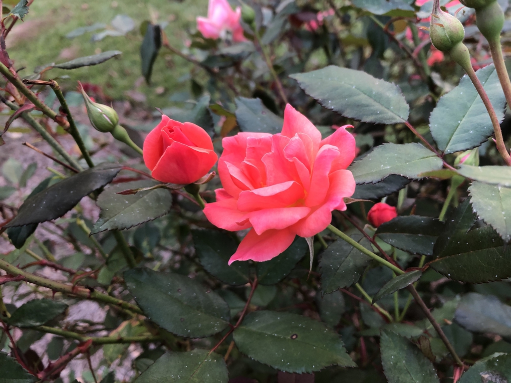Coral 'Radral' Flower and bud