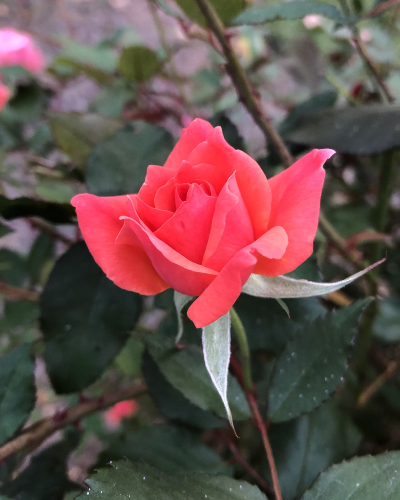 Coral 'Radral' Flower