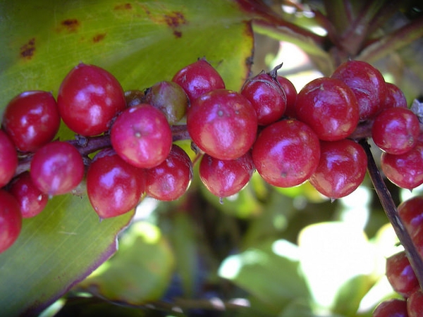 berries
