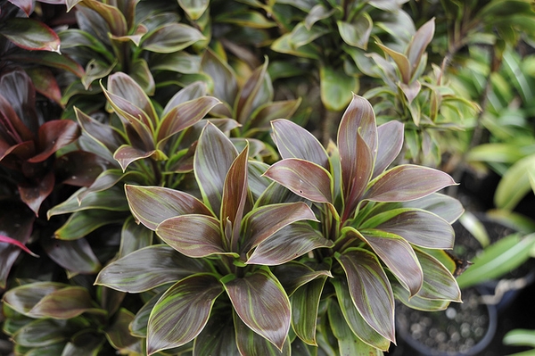 leaves