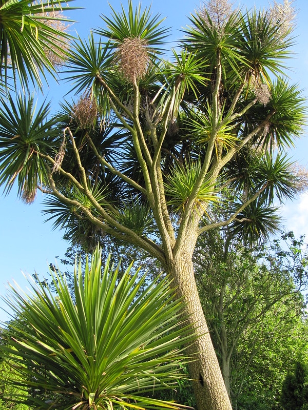 Large sparsely branched plant with rosettes of linear leaves.
