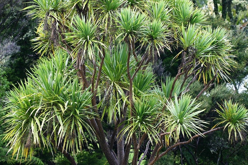 Large sparsely branched plant with rosettes of linear leaves.