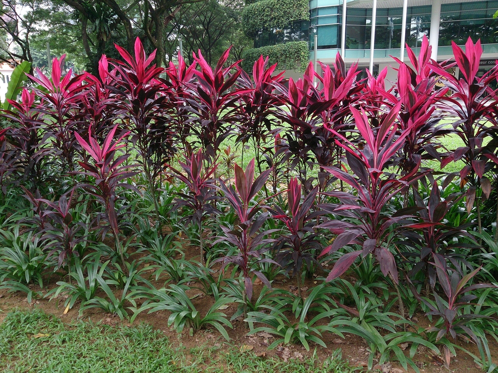 Upright strappy plants in a row. Leaves are pink-red