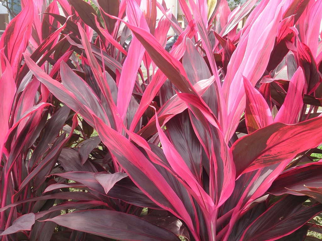 Broad, strappy leaves that are pink with green stripes.