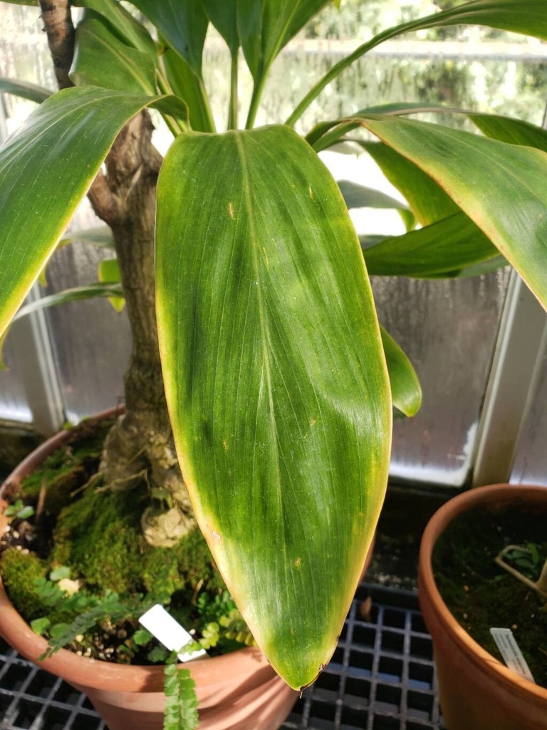 Plant with large green leavs in a pot