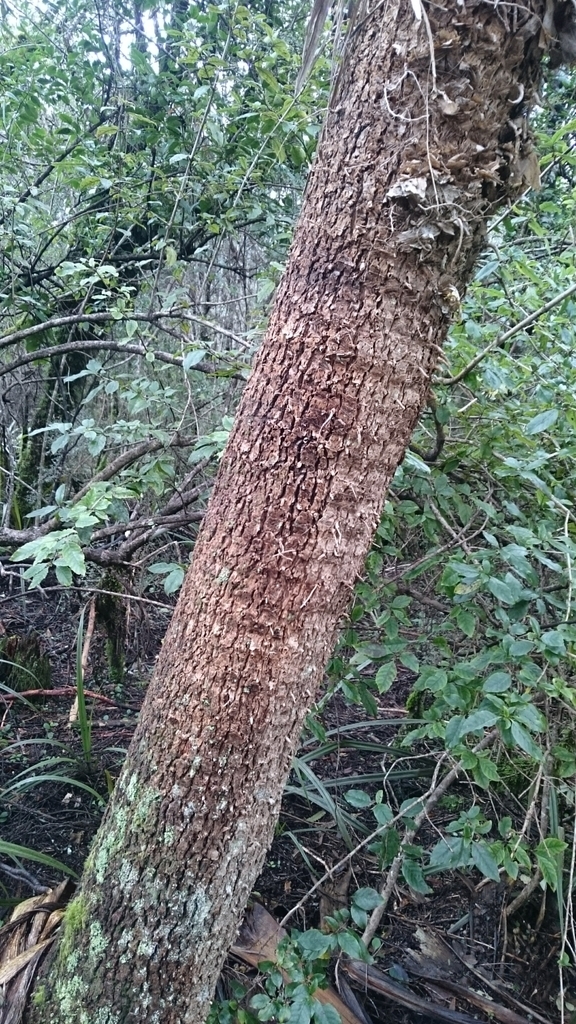 Trunk