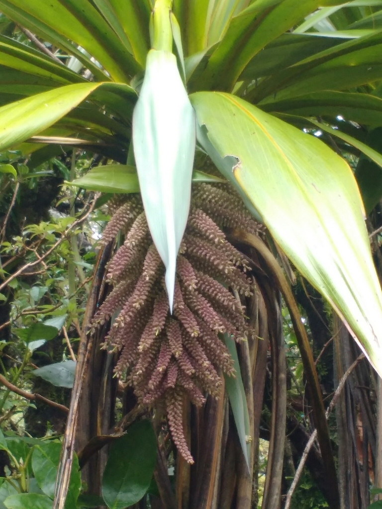 Flowering form